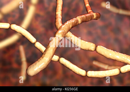 Heu Bazillus. Computer Abbildung von Bacillus subtilis Bakterien. B. subtilis, oder das Heu Bacillus, ist eine aerobe, stabförmige, Gram-positive Bakterien. Manchmal ist es Krankheitserreger beim Menschen zu schweren Augeninfektionen wie Iridozyklitis und panophthalmitis. Stockfoto