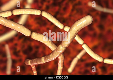 Heu Bazillus. Computer Abbildung von Bacillus subtilis Bakterien. Oder das Heu Bacillus, ist eine aerobe, stabförmige, Gram-positive Bakterien. Manchmal ist es Krankheitserreger beim Menschen zu schweren Augeninfektionen wie Iridozyklitis und panophthalmitis. Stockfoto