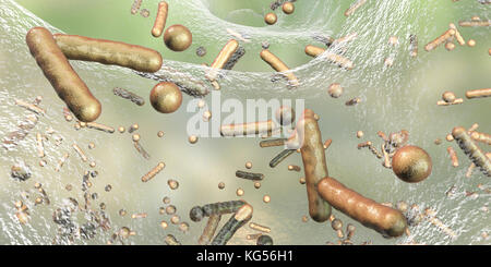 Kugelförmige Bakterien und stabförmige Bakterien in Biofilmen, computer Abbildung. Ein Biofilm ist eine Kolonie von Bakterien, die eine Beschichtung auf einer Oberfläche. Gemeinsame Orte für Biofilme zu entwickeln sind, in den Mund, wo Sie Zahn Karies und Zahnfleischerkrankungen verursachen kann, auf Kontaktlinsen, wo Sie Auge Infektionen verursachen können, auf Felsen in Wasser eingetaucht und auf industrielle Anlagen, wo Sie Verschmutzung verursachen können. Stockfoto