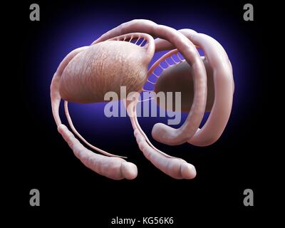 Menschliche Gehirn limbische System, Illustration. Stockfoto