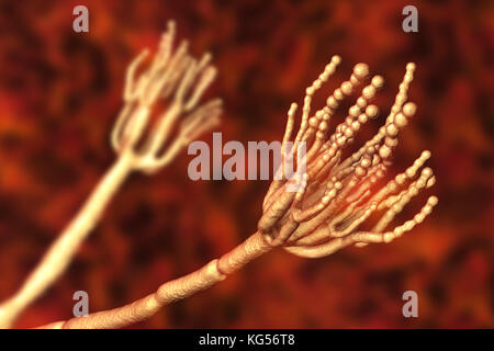 Schimmel Penicillium. Computer Abbildung eines Penicillium sp. Pilz. Spezielle Threads, genannt conidiophores, gesehen werden. Trauben von Sporen und konidien genannt, sind der Pilzinfektionen reproduktive Einheiten. Das Antibiotikum Penicillin ist von bestimmten Arten von Penicillium Pilzen gewonnen. Andere Arten werden in der Gärung von Käse verwendet wird. Stockfoto