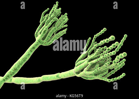 Schimmel Penicillium. Computer Abbildung eines Penicillium sp. Pilz. Spezielle Threads, genannt conidiophores, gesehen werden. Trauben von Sporen und konidien genannt, sind der Pilzinfektionen reproduktive Einheiten. Das Antibiotikum Penicillin ist von bestimmten Arten von Penicillium Pilzen gewonnen. Andere Arten werden in der Gärung von Käse verwendet wird. Stockfoto