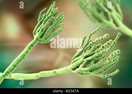 Schimmel Penicillium. Computer Abbildung eines Penicillium sp. Pilz. Spezielle Threads, genannt conidiophores, gesehen werden. Trauben von Sporen und konidien genannt, sind der Pilzinfektionen reproduktive Einheiten. Das Antibiotikum Penicillin ist von bestimmten Arten von Penicillium Pilzen gewonnen. Andere Arten werden in der Gärung von Käse verwendet wird. Stockfoto