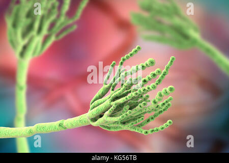 Schimmel Penicillium. Computer Abbildung eines Penicillium sp. Pilz. Spezielle Threads, genannt conidiophores, gesehen werden. Trauben von Sporen und konidien genannt, sind der Pilzinfektionen reproduktive Einheiten. Das Antibiotikum Penicillin ist von bestimmten Arten von Penicillium Pilzen gewonnen. Andere Arten werden in der Gärung von Käse verwendet wird. Stockfoto