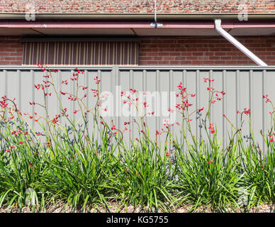 Typisch australische suburban Garten Szene von Kangaroo Paw gegen einen Zaun vor einem alten Haus Stockfoto