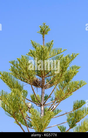 Zwei Kinder Kookaburras unter ihrem Nest in einem Norfolk Island Pine Tree Stockfoto