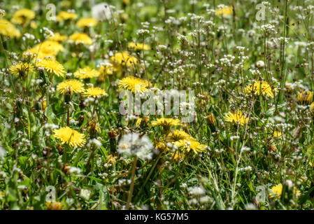 Schöne floral background mit flachen weißen Wildblumen und gelber Löwenzahn wächst auf einer Wiese an einem sonnigen Tag Stockfoto