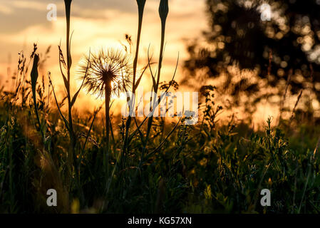 Schöne floral background mit einem großen weißen flauschigen Löwenzahn Blume tragopogon pratensis Close-up im Gras auf einer Wiese im Licht der untergehenden Sonne Stockfoto