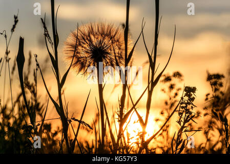 Schöne floral background mit einem großen weißen flauschigen Löwenzahn Blume tragopogon pratensis Close-up im Gras auf einer Wiese im Licht der untergehenden Sonne Stockfoto