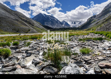 Schöne Aussicht mit den Bergen, wies schneebedeckten Gipfel, Gletscher und flauschigen weißen Blüten von eriophorum auf Steinen vor dem Hintergrund eines bewölkten Himmel in Stockfoto