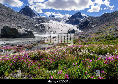 Ein bunter Blick auf die Sophia Gletscher, den Fluss, wies schneebedeckten Gipfeln der Berge und Helle Blüten der Kamille und Willow - Kaffee auf einem sonnigen Summe Stockfoto