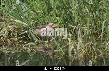 Ein seltener kleiner Bittern (Ixobrychus minutus), der im Schilf in Großbritannien nach Nahrung jagt. Stockfoto