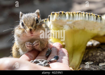 Einen kleinen niedlichen Eichhörnchen steht und isst Sonnenblumenkerne aus seiner Hand Stockfoto