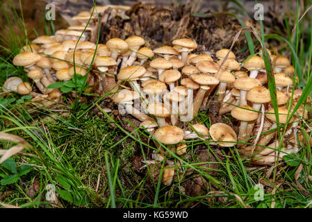 Eine große Gruppe von schöne kleine Pilze Armillaria Mellea Pilze (Honig) wachsen auf einem Baumstumpf im Wald close-up Stockfoto