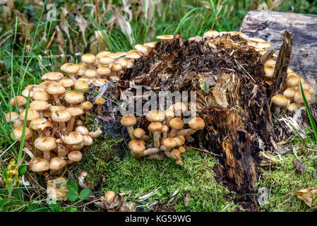 Eine große Gruppe von schöne kleine Pilze Armillaria Mellea Pilze (Honig) wachsen auf einem Baumstumpf im Wald close-up Stockfoto