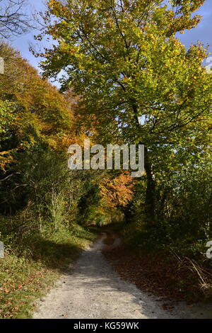 Fußweg durch Kanzel Holz, Cadsden, mit Farben des Herbstes, Herbst, rustikalen Blätter Stockfoto