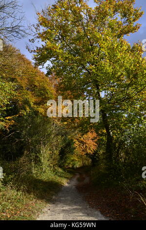 Fußweg durch Pulpit Wood, Cadsden, Buckinghamshire, Großbritannien. Mit Herbstfarben, Herbst, rustikalen Blättern Stockfoto