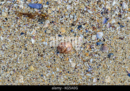 Colored sea shell standing in the golden beach sand near water, close up. Stockfoto