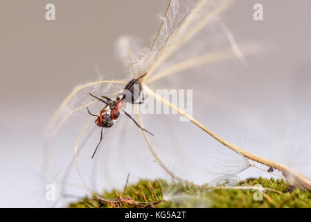 Natürliche Tier Hintergrund mit Red Ant close-up sitzt auf einem Saatgut von großen Löwenzahn Stockfoto