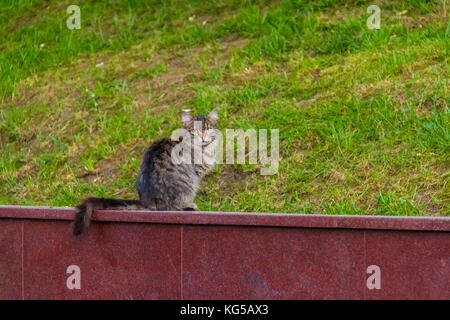 Eine graue Katze sitzt auf dem Granit Zaun auf dem Hintergrund der Gras Stockfoto