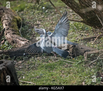 Holz tauben Columba palumbis Kampf Stockfoto