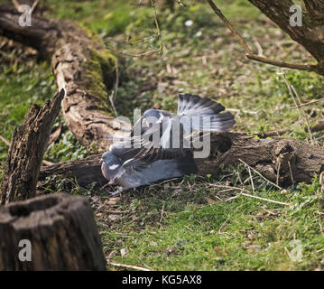 Holz tauben Columba palumbis Kampf Stockfoto