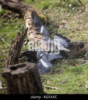 Holz tauben Columba palumbis Kampf Stockfoto