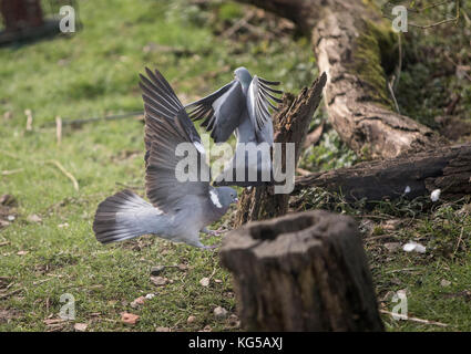 Holz tauben Columba palumbis Kampf Stockfoto