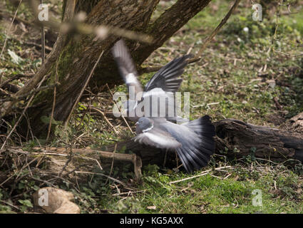 Holz tauben Columba palumbis Kampf Stockfoto