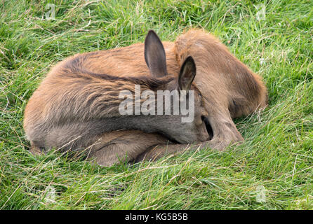 Junge Hirsche Kalb schlafend im Gras Stockfoto