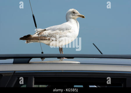 Junge Silbermöwe stand auf ein Auto in einer Klippe Parkplatz Stockfoto