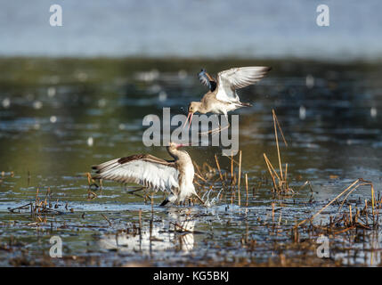 Schwarz-tailed godwits über Territorium kämpfen Stockfoto