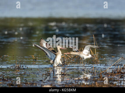 Schwarz-tailed godwits über Territorium kämpfen Stockfoto