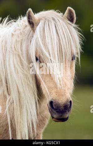 Shetland Pony Roaming Freie im New Forest National Park, Hampshire, Großbritannien Stockfoto