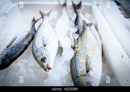 Frischer Fisch sarpa Salpa oder salema porgy auf Eis in einem Kasten aus Styropor im Supermarkt zu verkaufen. Stockfoto