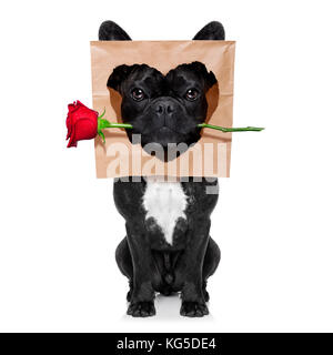 Lustige französische Bulldogge Hund, in Liebe, Suchen, um Eigentümer mit rote Rose im Mund für Valentines Tag, auf weißem Hintergrund Stockfoto