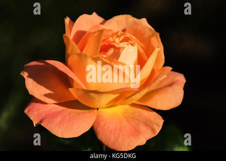 Orange Peach Rose auf schwarzem Hintergrund Stockfoto