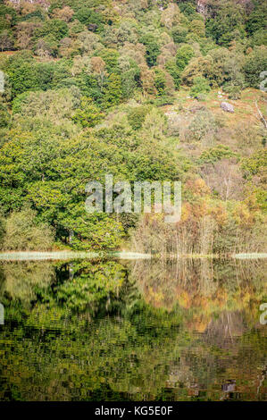 Bäume in Grasmere innerhalb des Lake District National Park widerspiegeln Stockfoto