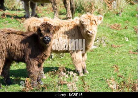 Zwei junge Highland Kälber auf einem Hügel in der Nähe von Coniston im Nationalpark Lake District in Cumbria, Großbritannien Stockfoto