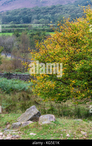 Herbst fällt über den Wald in der Nähe von Coniston im Nationalpark Lake District, Cumbria Stockfoto