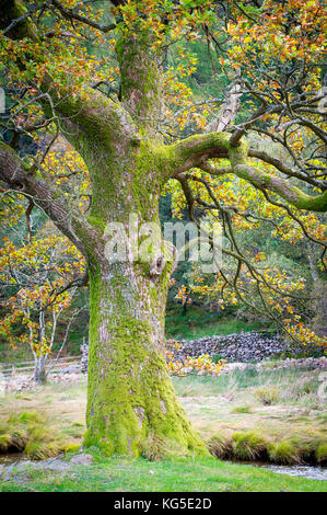 Ein Moos und Flechten bedeckt Eiche am Rande eines Feldes in Coniston im Lake District National Park, Großbritannien Stockfoto