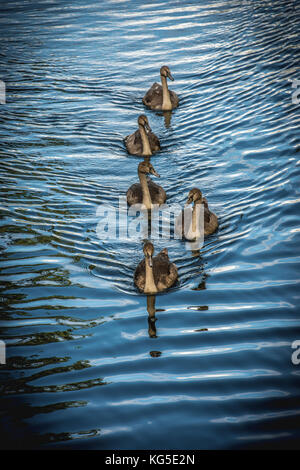 Gruppe von 5 Cygnets (juvenile Höckerschwäne) schwimmen in Richtung der Kamera Stockfoto