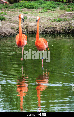 Zwei Flamingos in einen Pool im Zoo von Chester, Cheshire, Großbritannien Stockfoto