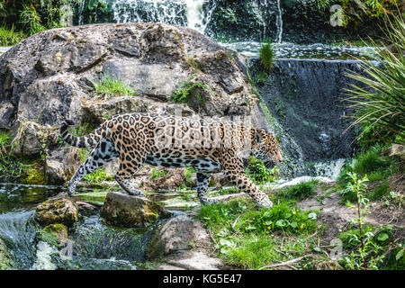 Eine wunderschöne erwachsener Jaguar ein kleiner Wasserfall in das Gehäuse in der Chester Zoo, Chester, UK Kreuze Stockfoto