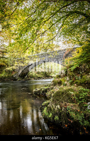 Herbst fällt über den Wald in der Nähe von Coniston im Nationalpark Lake District, Cumbria Stockfoto