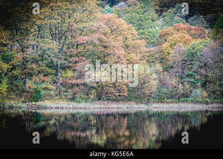 Herbst fällt über den Wald in der Nähe von Coniston im Nationalpark Lake District, Cumbria Stockfoto