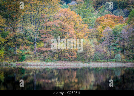 Herbst fällt über den Wald in der Nähe von Coniston im Nationalpark Lake District, Cumbria Stockfoto