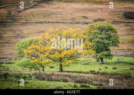 Herbst fällt über den Wald in der Nähe von Coniston im Nationalpark Lake District, Cumbria Stockfoto