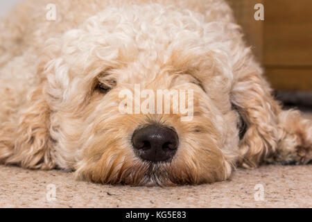 Labradoodle Hund flach auf dem Boden Stockfoto