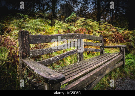 Herbst fällt über den Wald in der Nähe von Coniston im Nationalpark Lake District, Cumbria Stockfoto